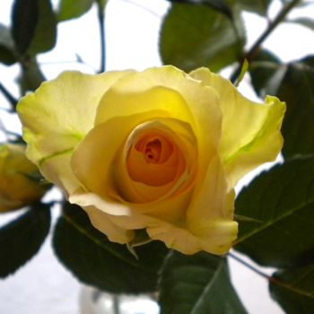 Yellow Rose