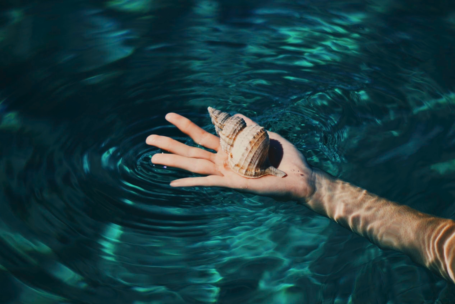 hand holding a seashell in the water